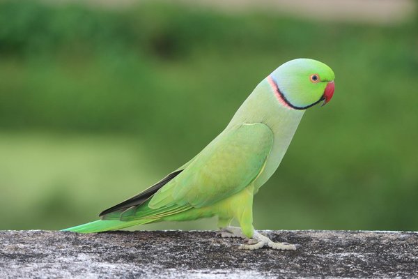 Des accessoires innovants pour le bonheur de vos chats