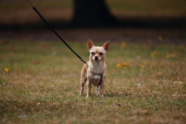 Accessoires pour chien : guide des indispensables pour leur confort