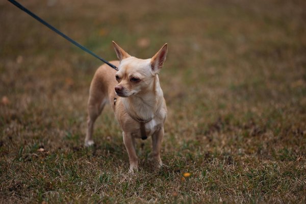 Découvrez la gamelle pour chat idéale pour votre félin