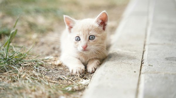 Des accessoires innovants pour le bonheur de vos chats