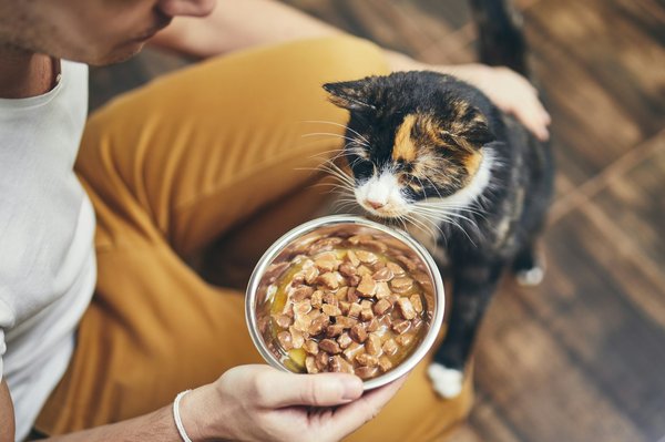 Acheter croquettes chat pour donner à votre animal une meilleure santé