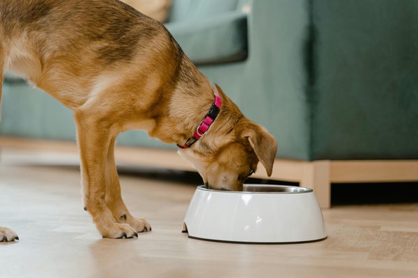 Choisir la meilleure gourde pour chien : guide pratique et conseils